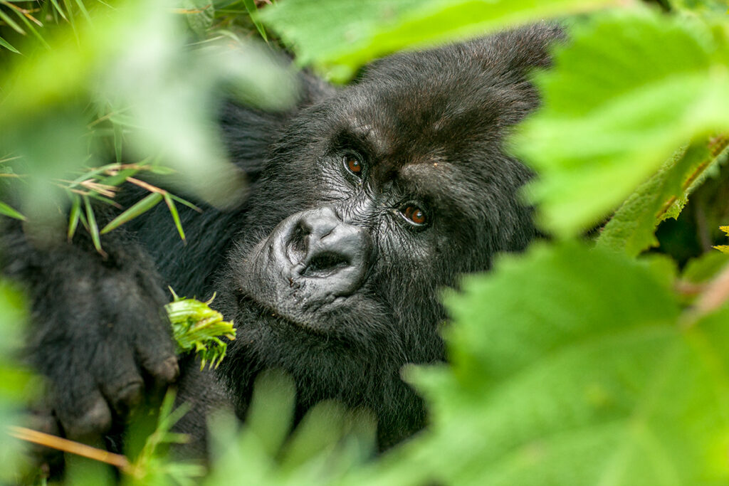 Primates in Rwanda cat0556m1