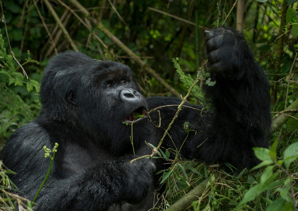 Primates in Rwanda rwanda
